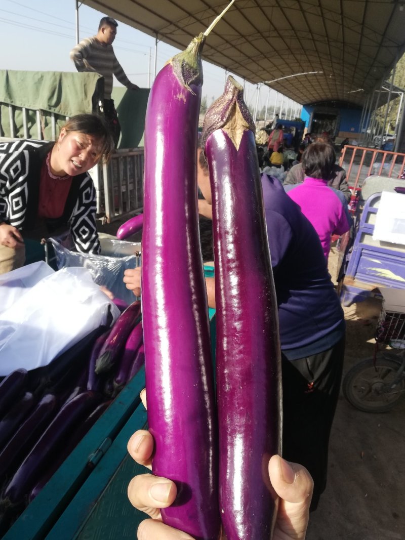精品基地紫长茄大量供应，大量上市，代发全国