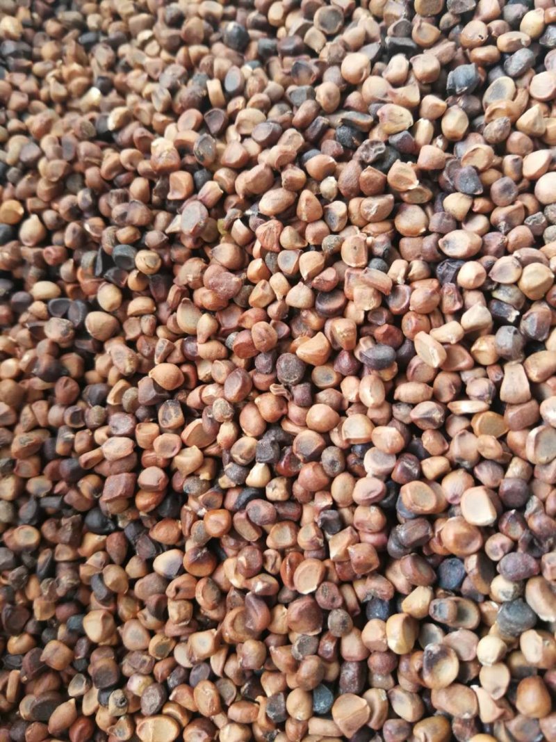 现种马莲种子马蔺种芽马兰花东北耐寒地被价格合理