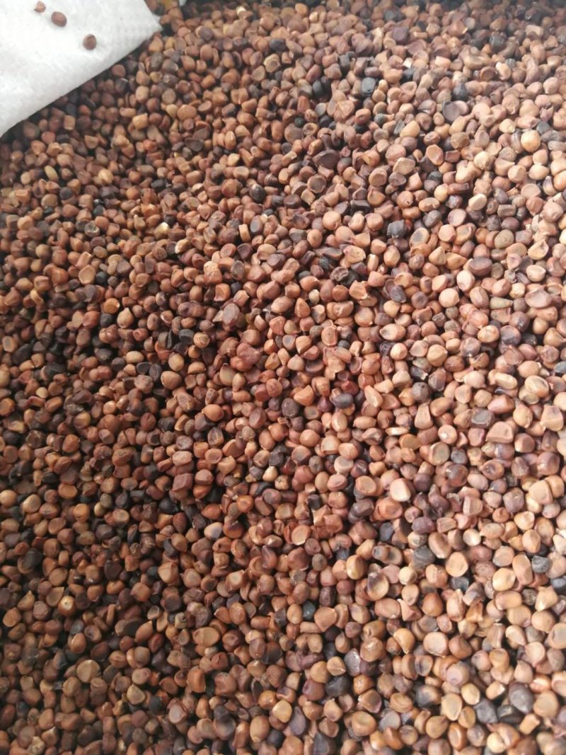 现种马莲种子马蔺种芽马兰花东北耐寒地被价格合理