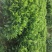 非洲茉莉花四季常绿非洲茉莉苗