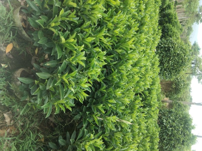 非洲茉莉花四季常绿非洲茉莉苗