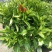 非洲茉莉花四季常绿非洲茉莉苗