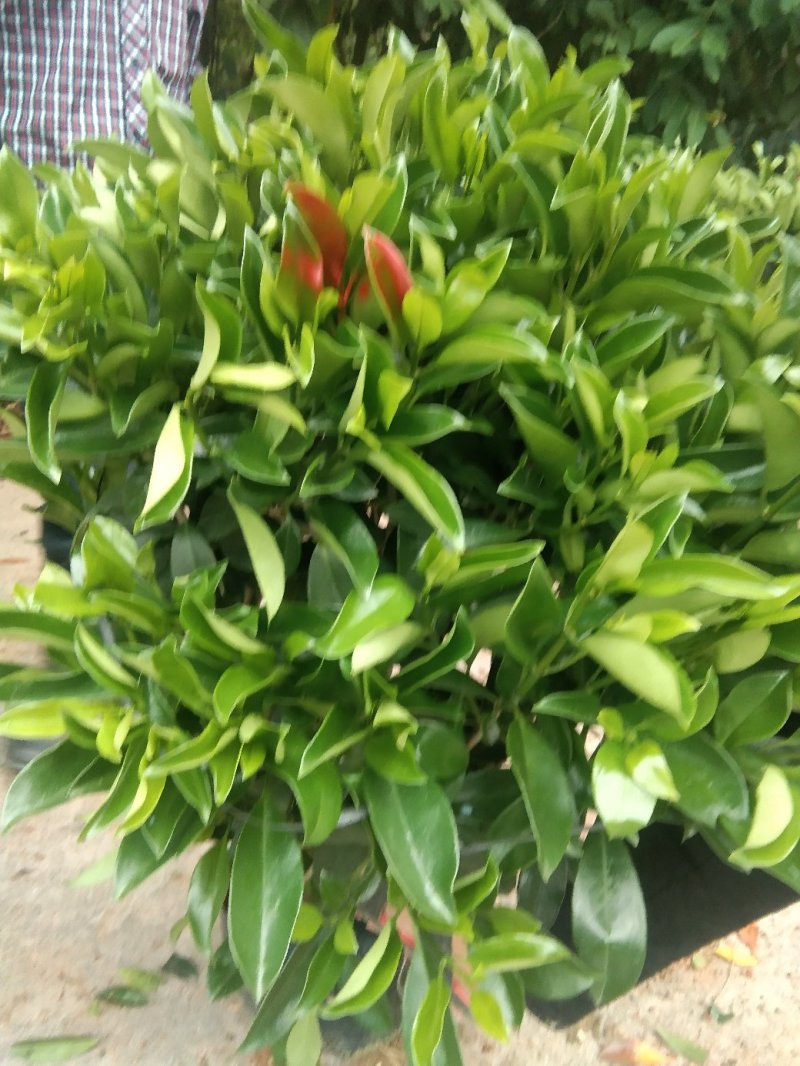 非洲茉莉花四季常绿非洲茉莉苗