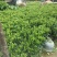 非洲茉莉花四季常绿非洲茉莉苗