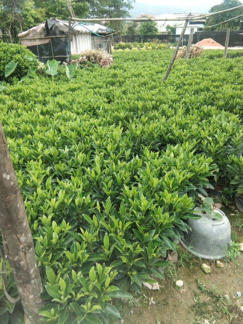 非洲茉莉花四季常绿非洲茉莉苗