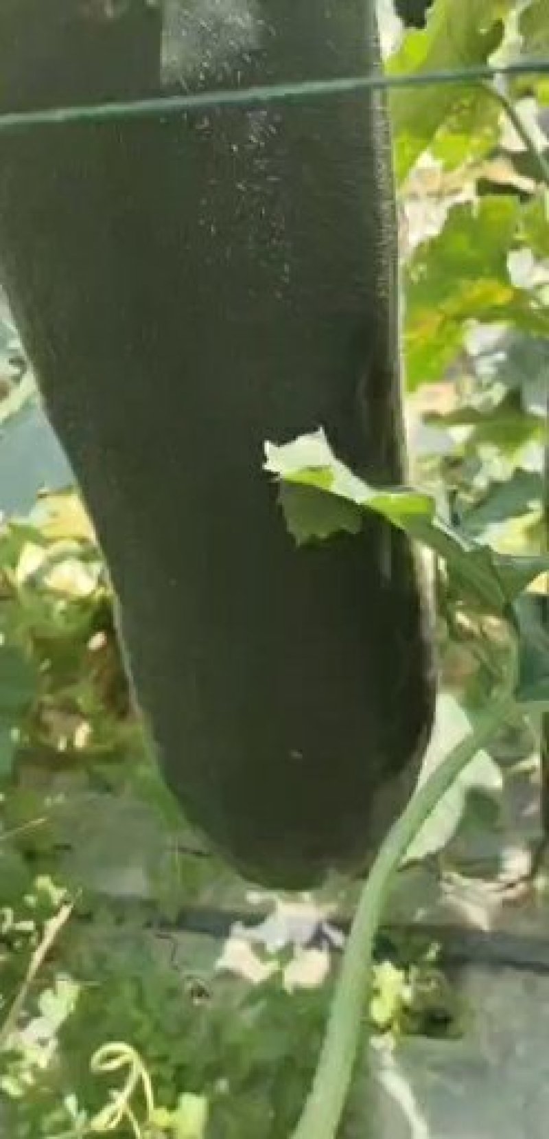 黑皮冬瓜