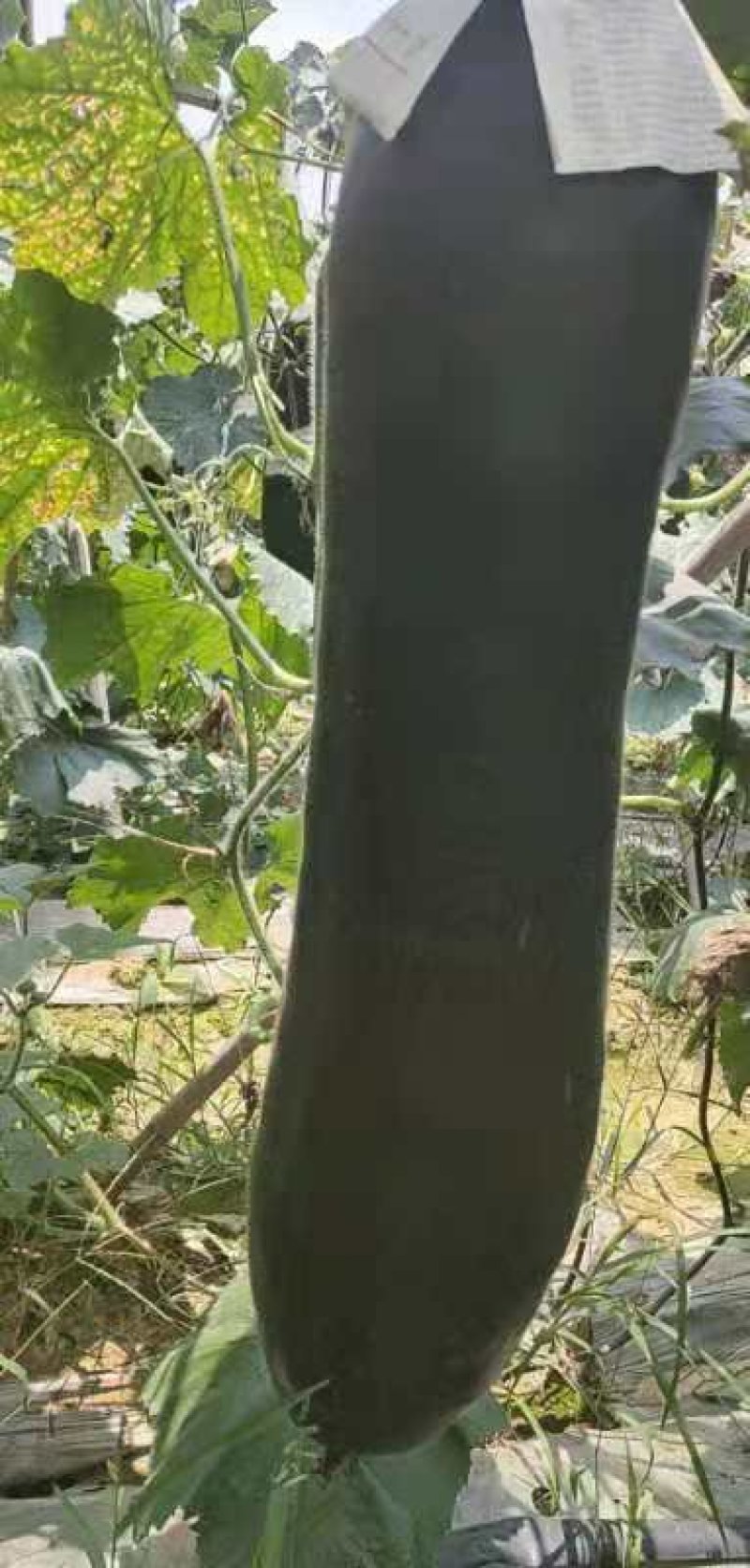 黑皮冬瓜
