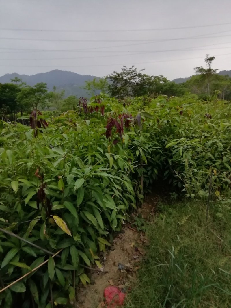 芒果树苗实生苗未嫁接苗金皇芒四季芒都有现货