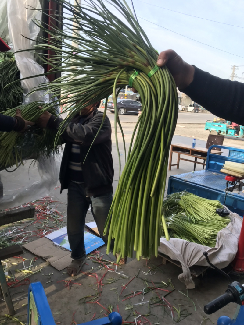 金乡红帽60~70厘米常年供应