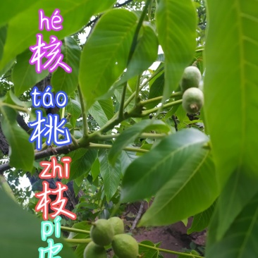 贵州毕节古夜郎大地野生中药材核桃枝核桃树皮