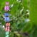 贵州毕节古夜郎大地野生中药材核桃枝核桃树皮