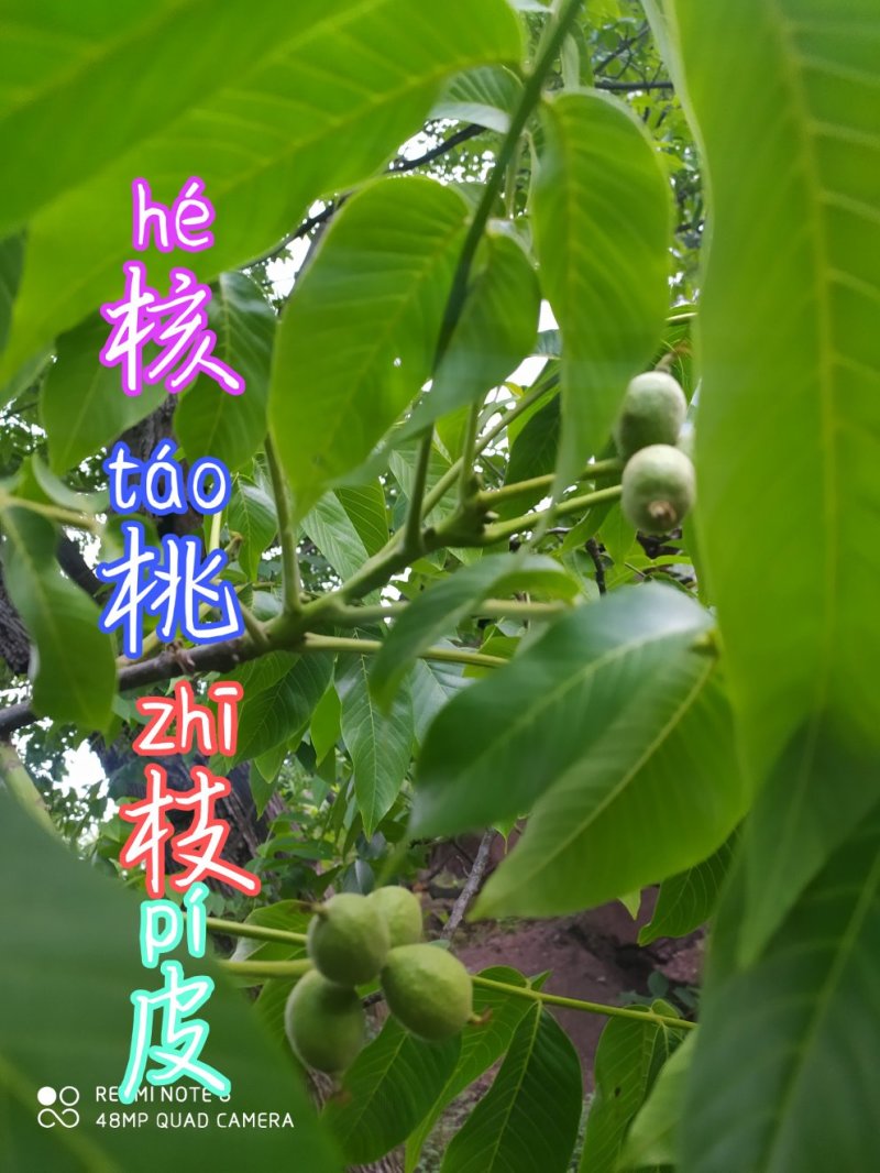 贵州毕节古夜郎大地野生中药材核桃枝核桃树皮