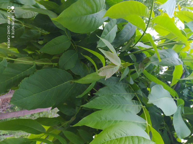 贵州毕节古夜郎大地野生中药材核桃枝核桃树皮