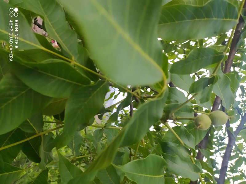 贵州毕节古夜郎大地野生中药材核桃枝核桃树皮