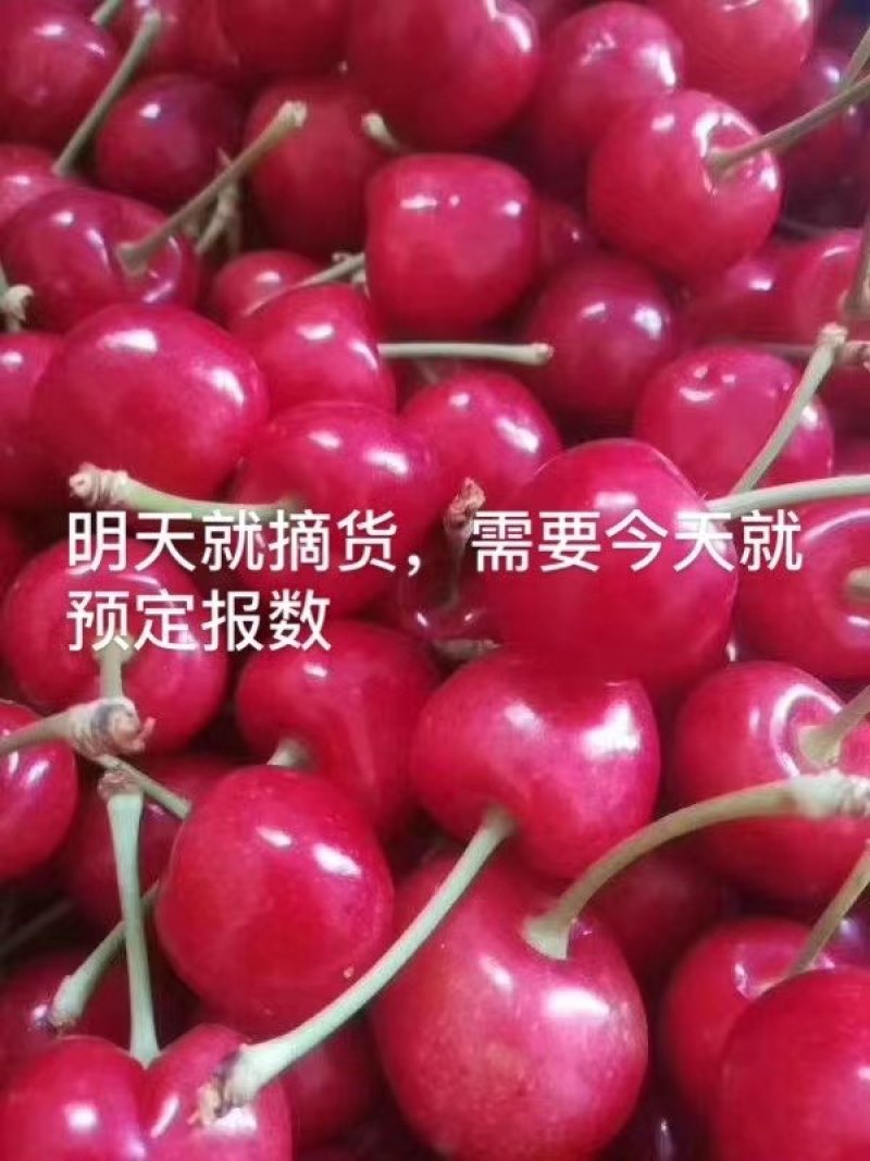 樱桃山西樱桃基地供应大量有货批发产地价格10元