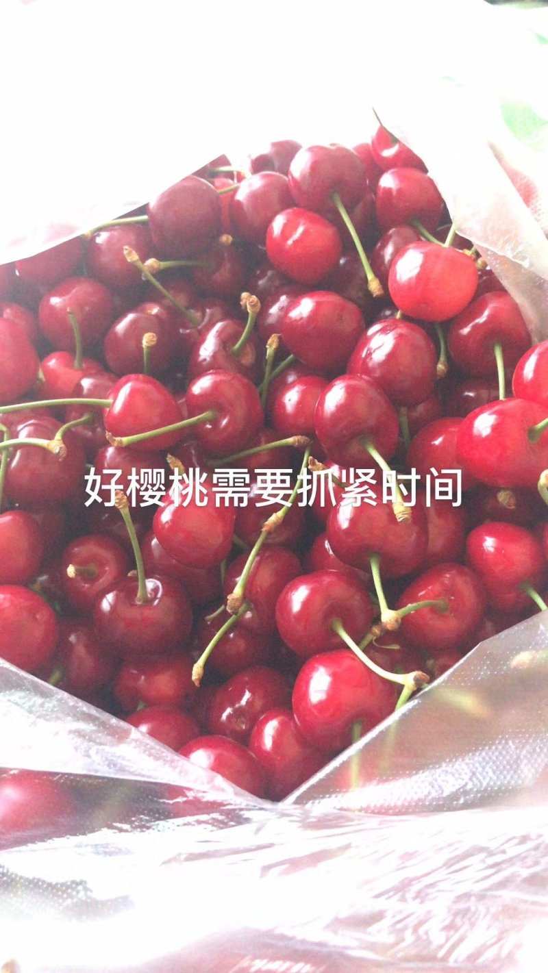 樱桃山西樱桃基地供应大量有货批发产地价格10元