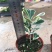 三角榕花叶榕树爱心榕