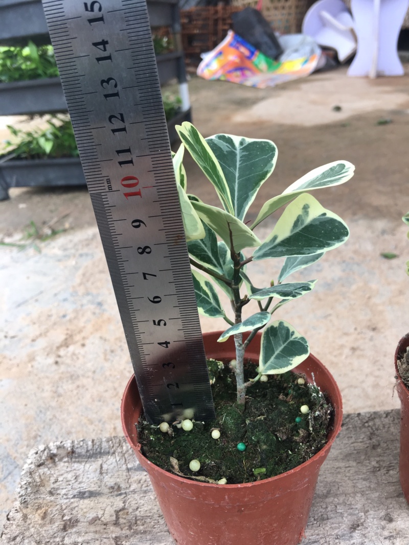 三角榕花叶榕树爱心榕