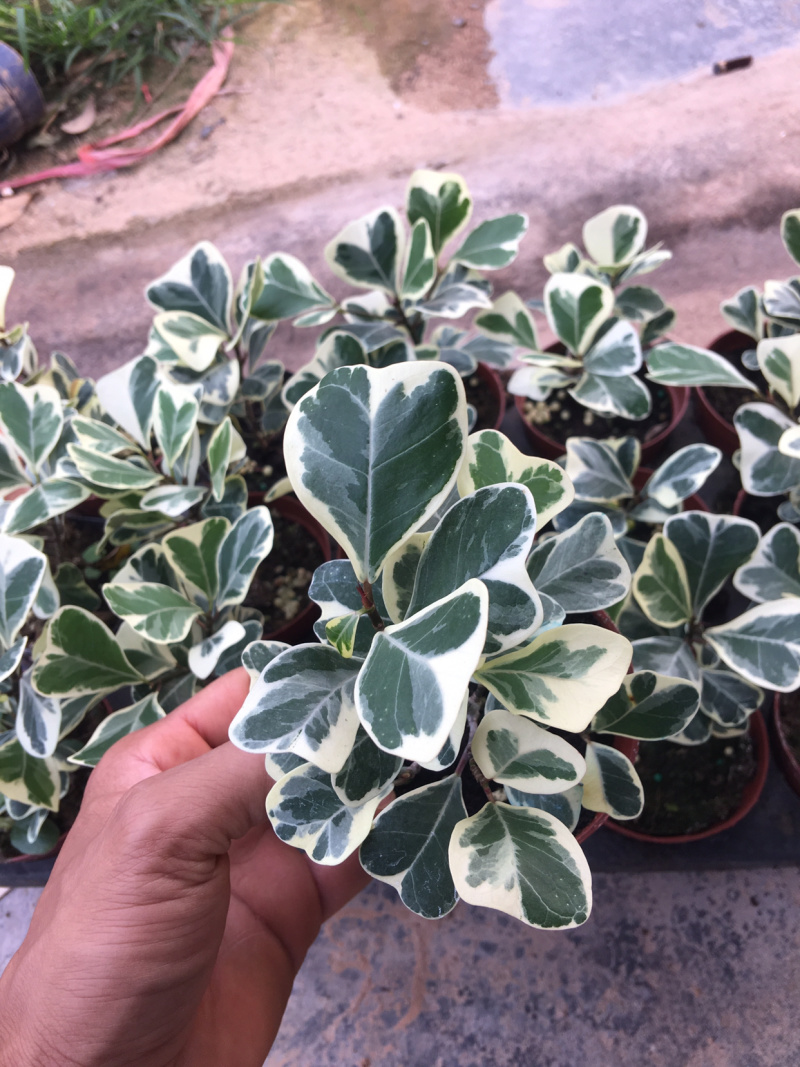 三角榕花叶榕树爱心榕