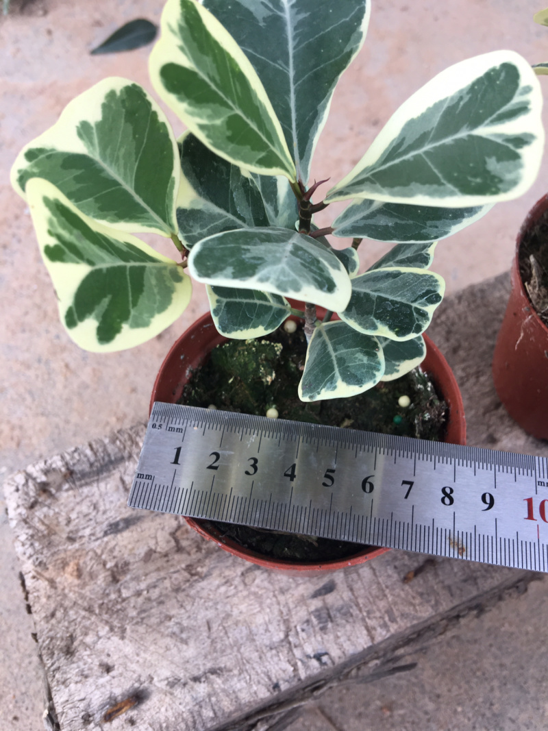 三角榕花叶榕树爱心榕