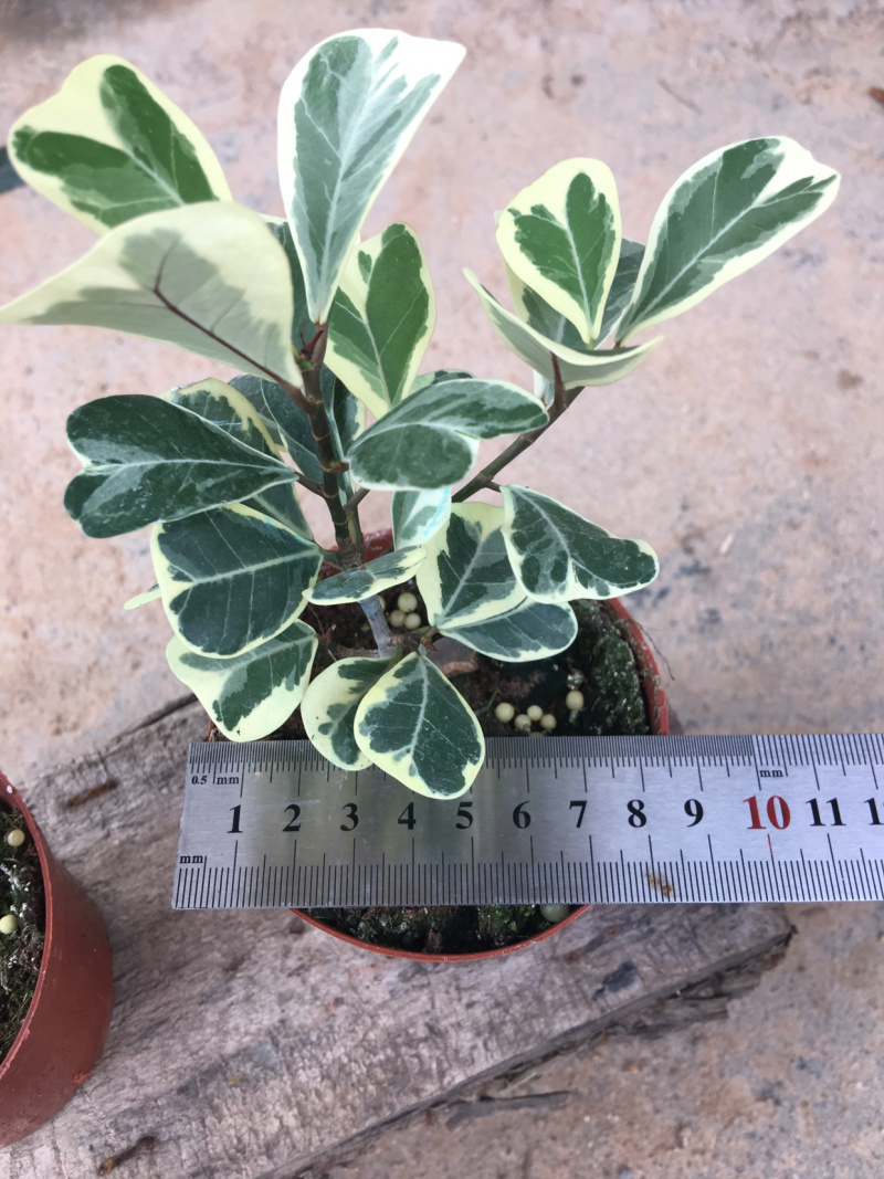 三角榕花叶榕树爱心榕