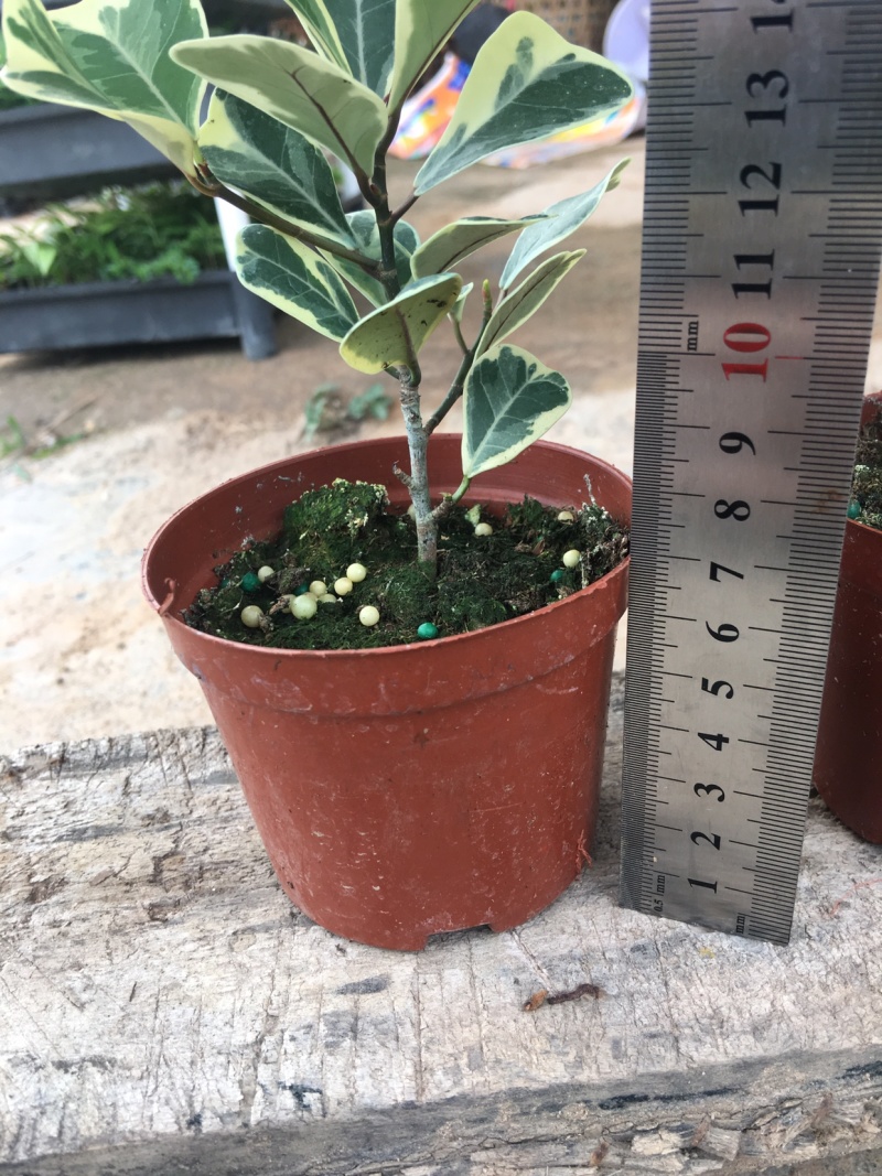三角榕花叶榕树爱心榕