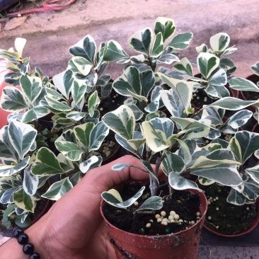 三角榕花叶榕树爱心榕