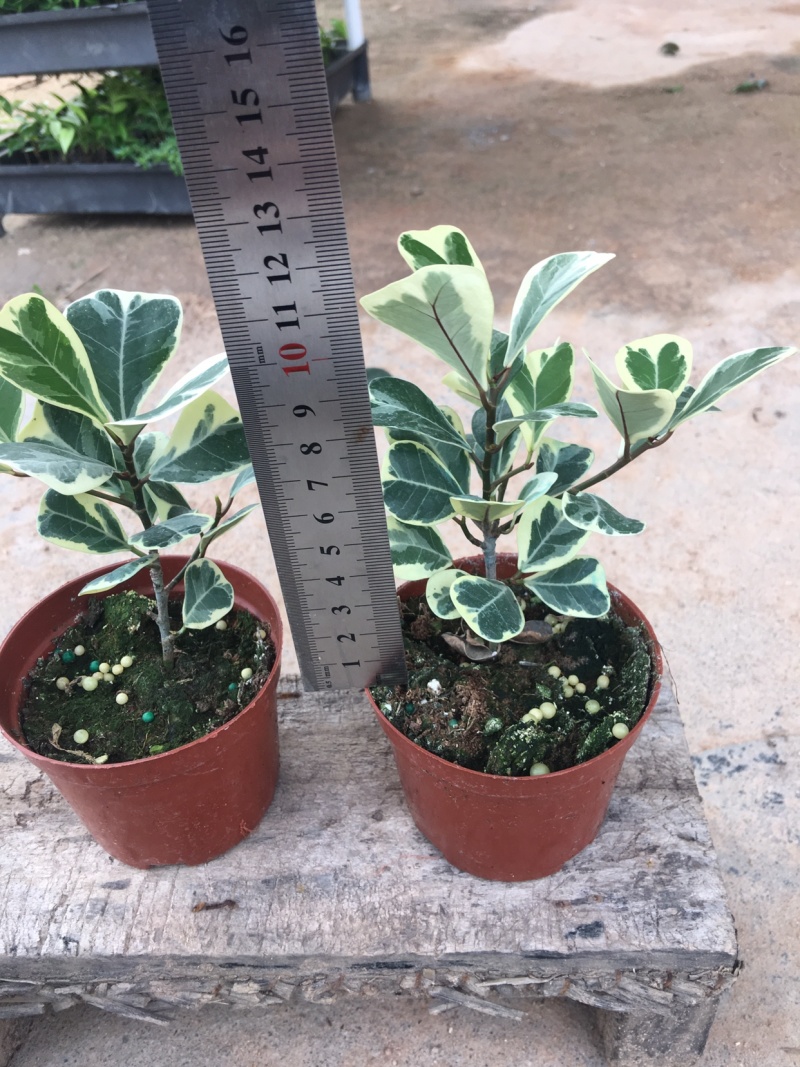 三角榕花叶榕树爱心榕
