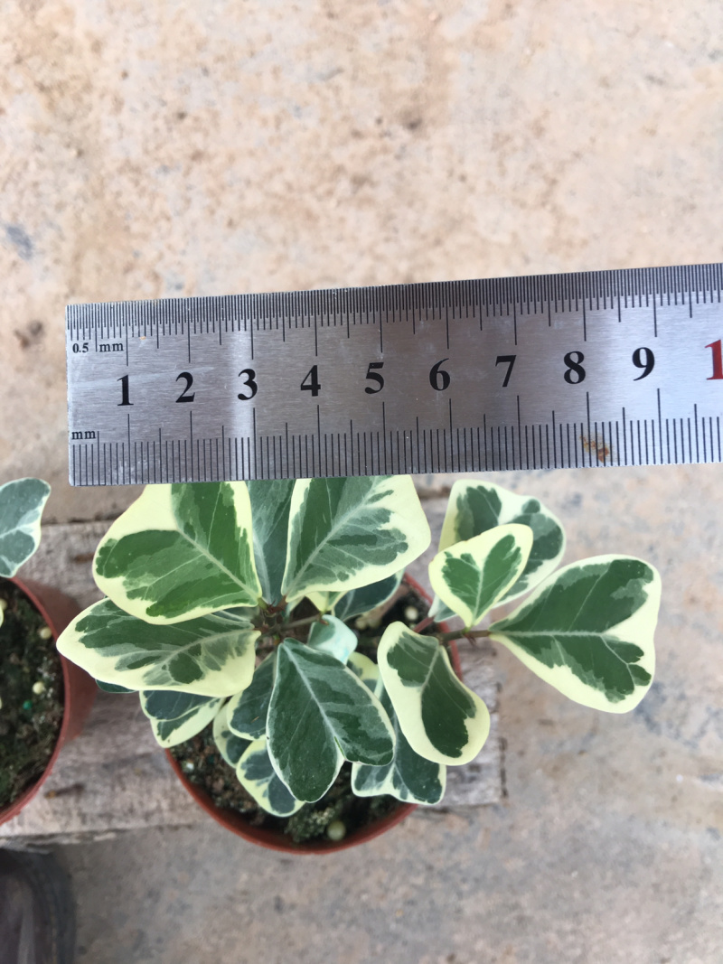 三角榕花叶榕树爱心榕