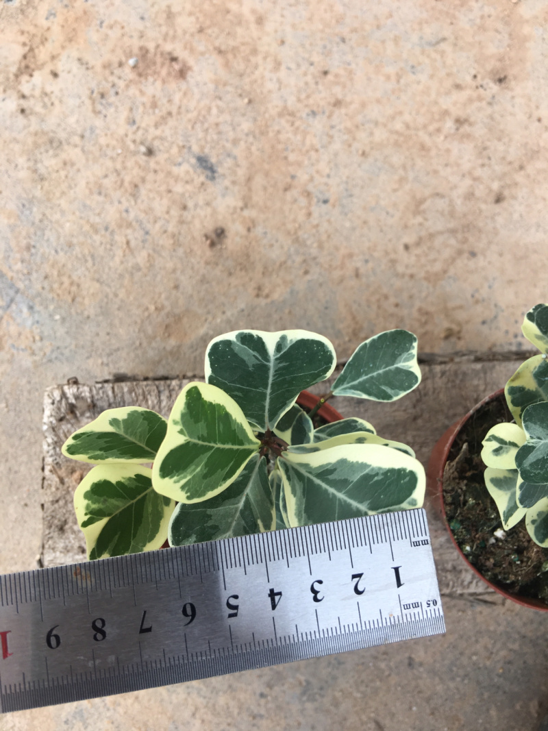 三角榕花叶榕树爱心榕