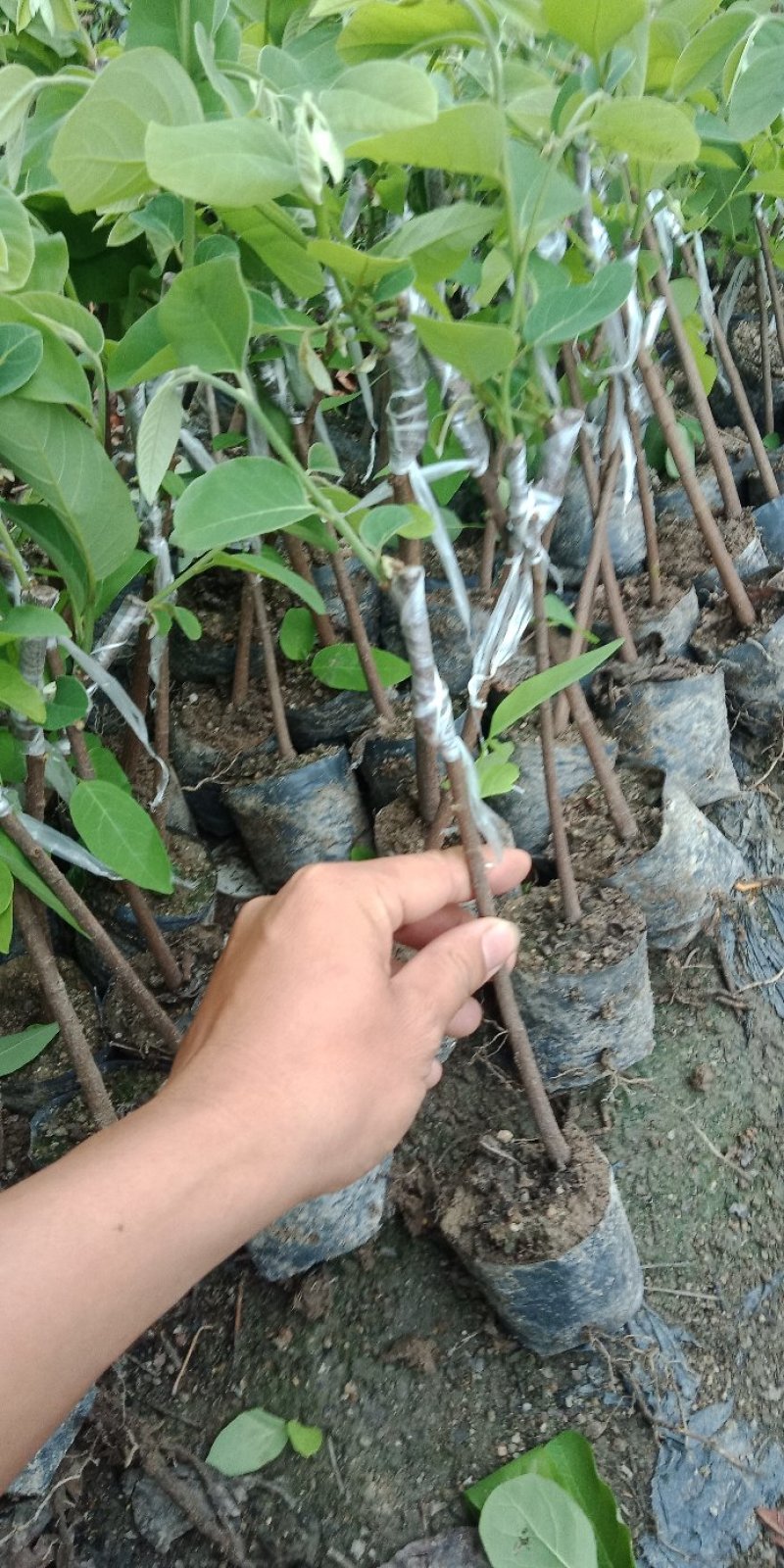 台湾凤梨释迦苗各种规格中杯苗，小杯苗。