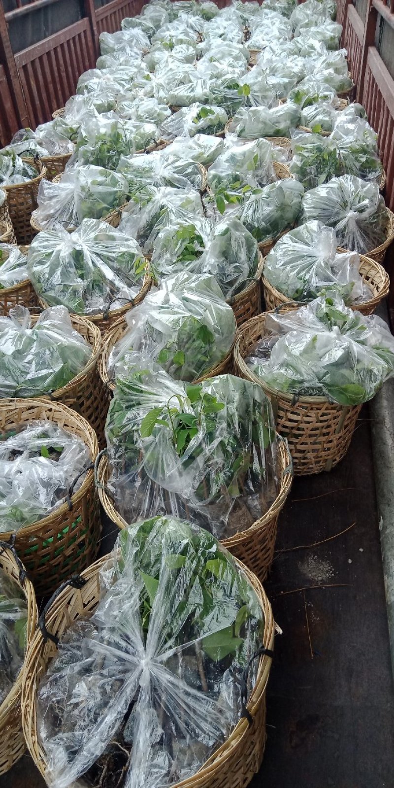 台湾凤梨释迦苗各种规格中杯苗，小杯苗。