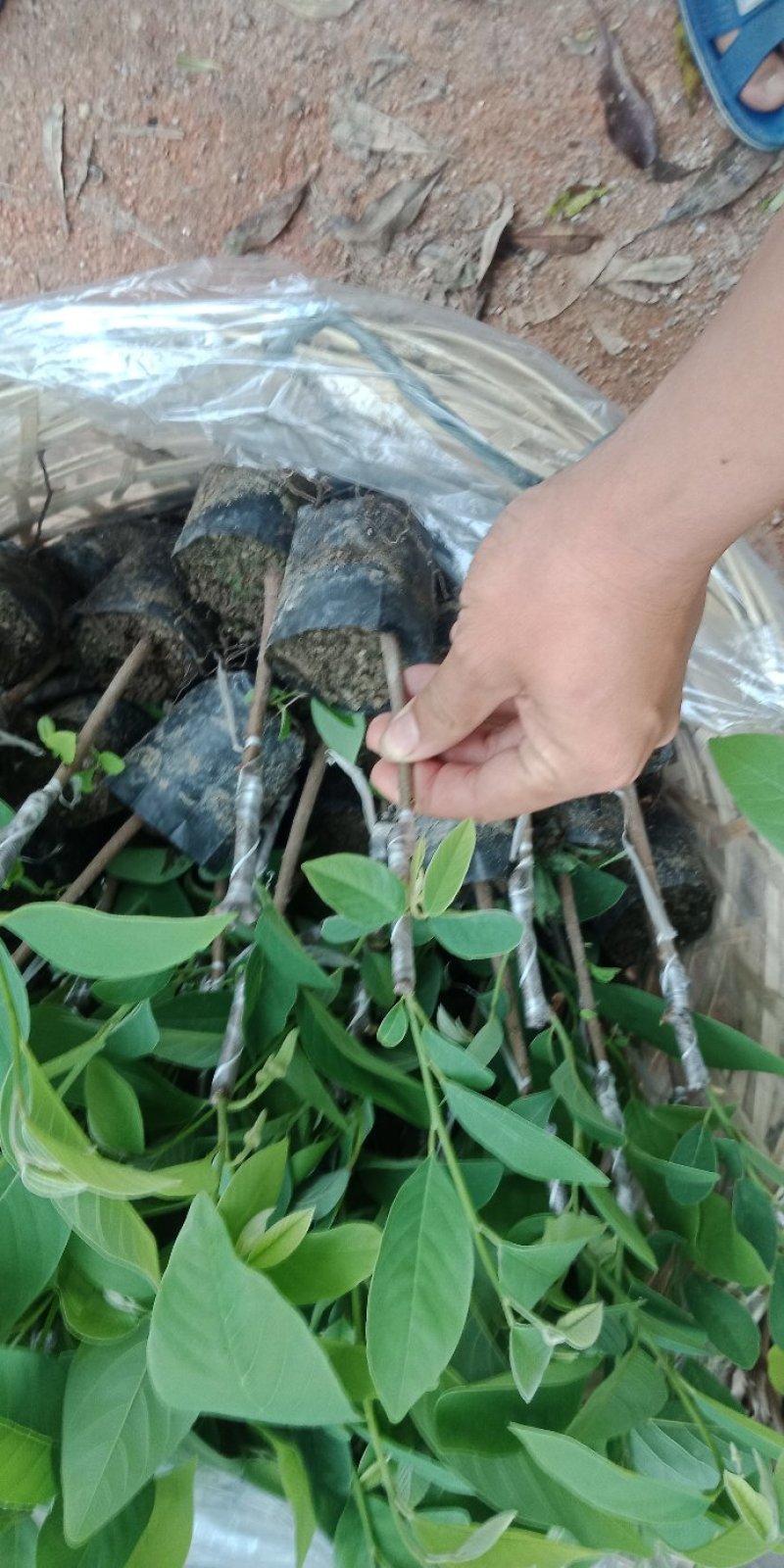 台湾凤梨释迦苗各种规格中杯苗，小杯苗。