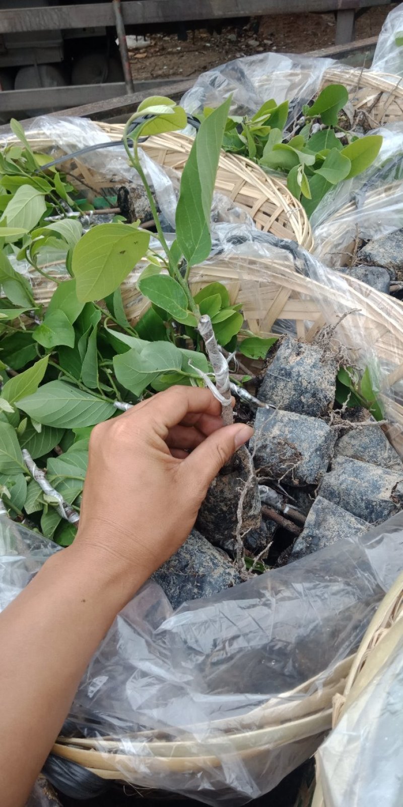 台湾凤梨释迦苗各种规格中杯苗，小杯苗。