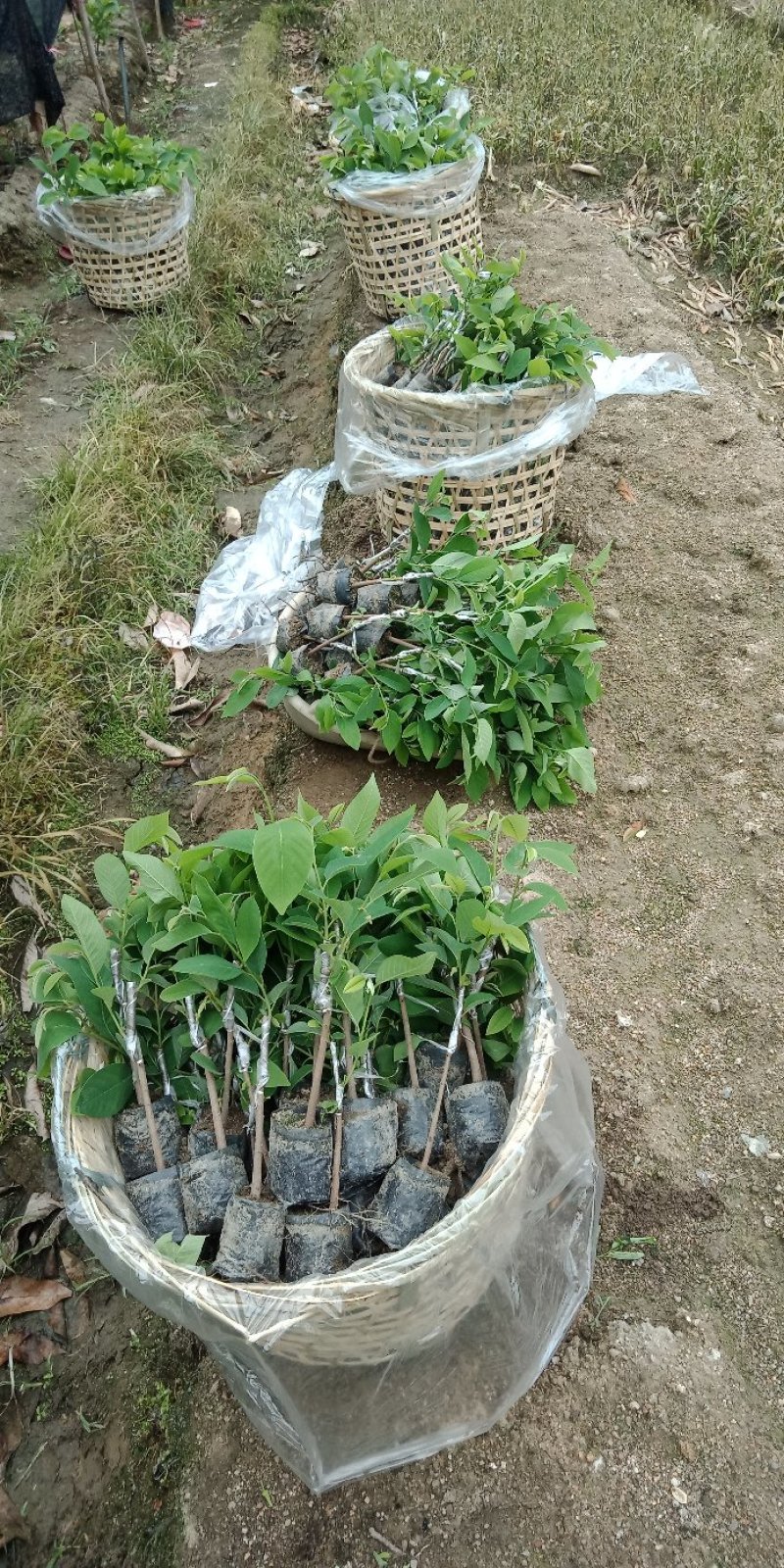 台湾凤梨释迦苗各种规格中杯苗，小杯苗。