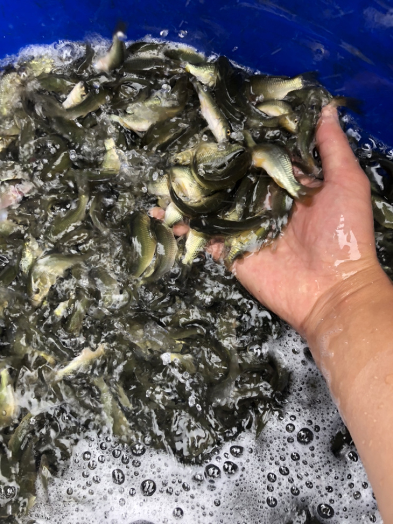 鲤鱼建鲤需要私聊