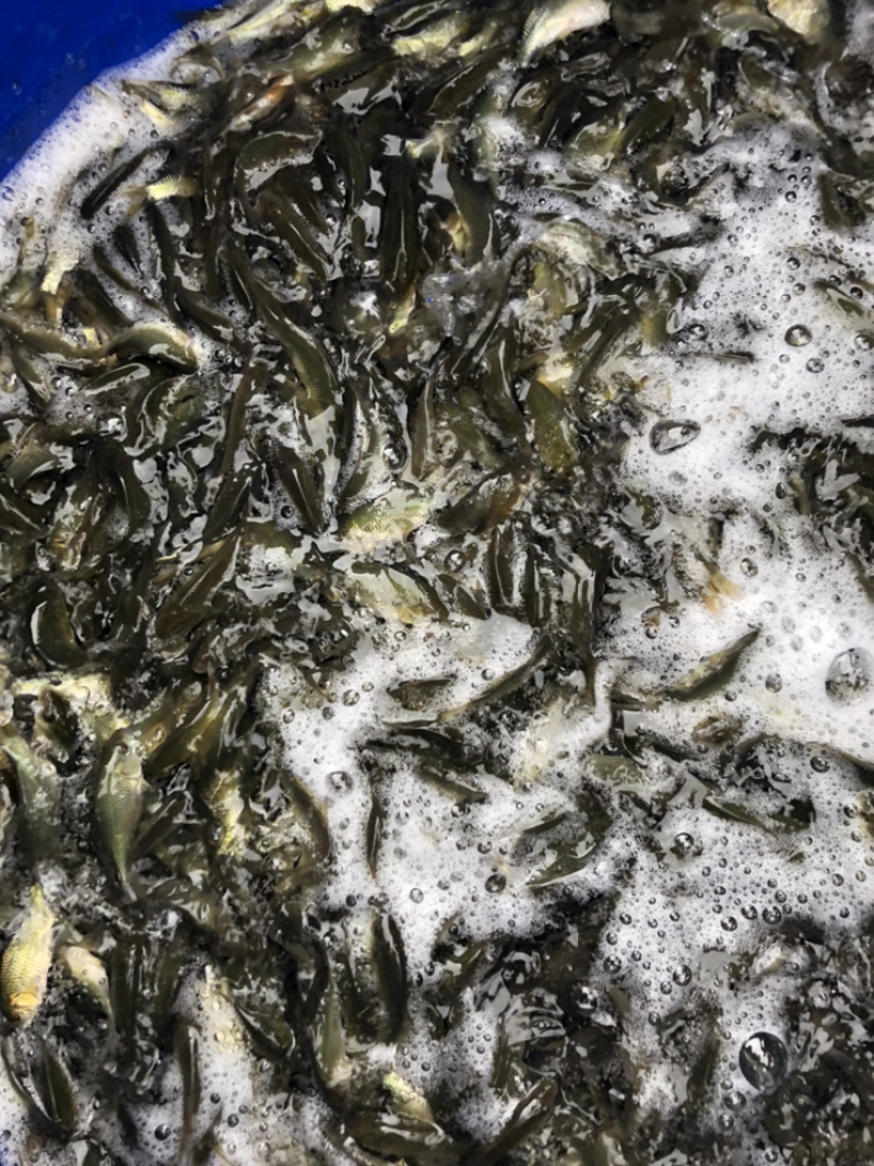 鲤鱼建鲤需要私聊