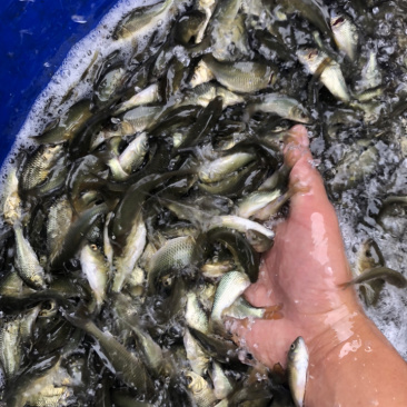 鲤鱼建鲤需要私聊