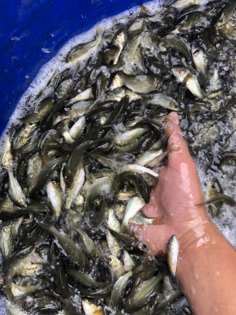 鲤鱼建鲤需要私聊