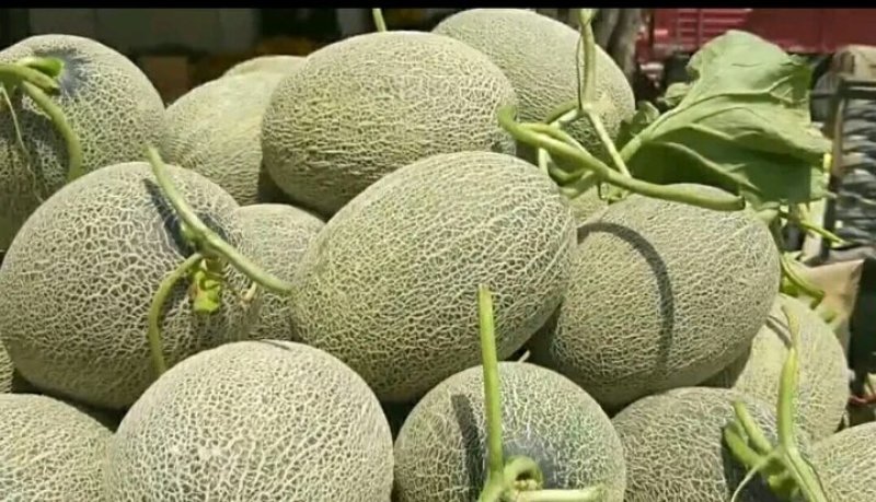 陕西秋延晓蜜25号，，货源充足产地直发皮薄口感好糖度高。
