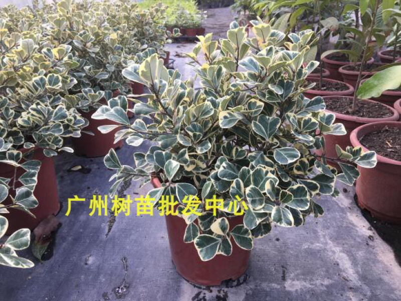 三角榕花叶榕树爱心榕