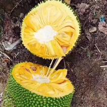 波萝密海南热带水果产地直发货价