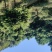 桢楠
