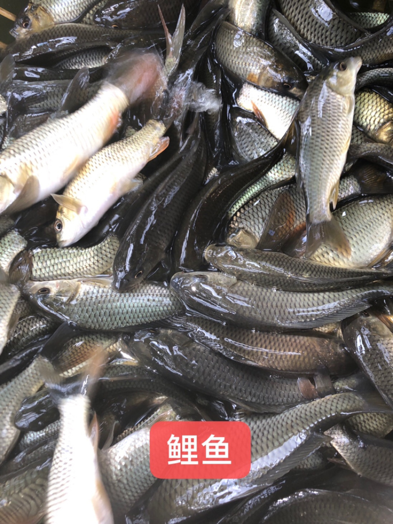 鲤鱼建鲤需要私聊