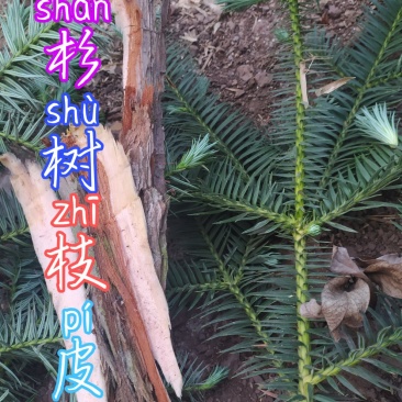 贵州毕节古夜郎大地野生中药材杉树枝杉树皮