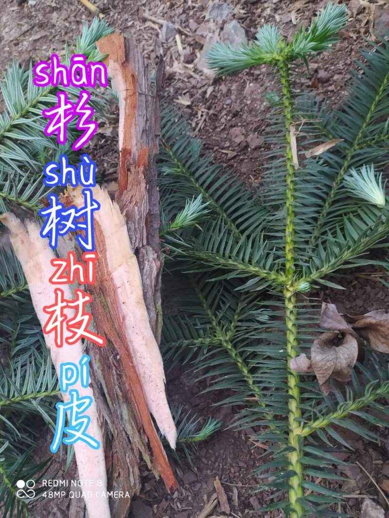 贵州毕节古夜郎大地野生中药材杉树枝杉树皮