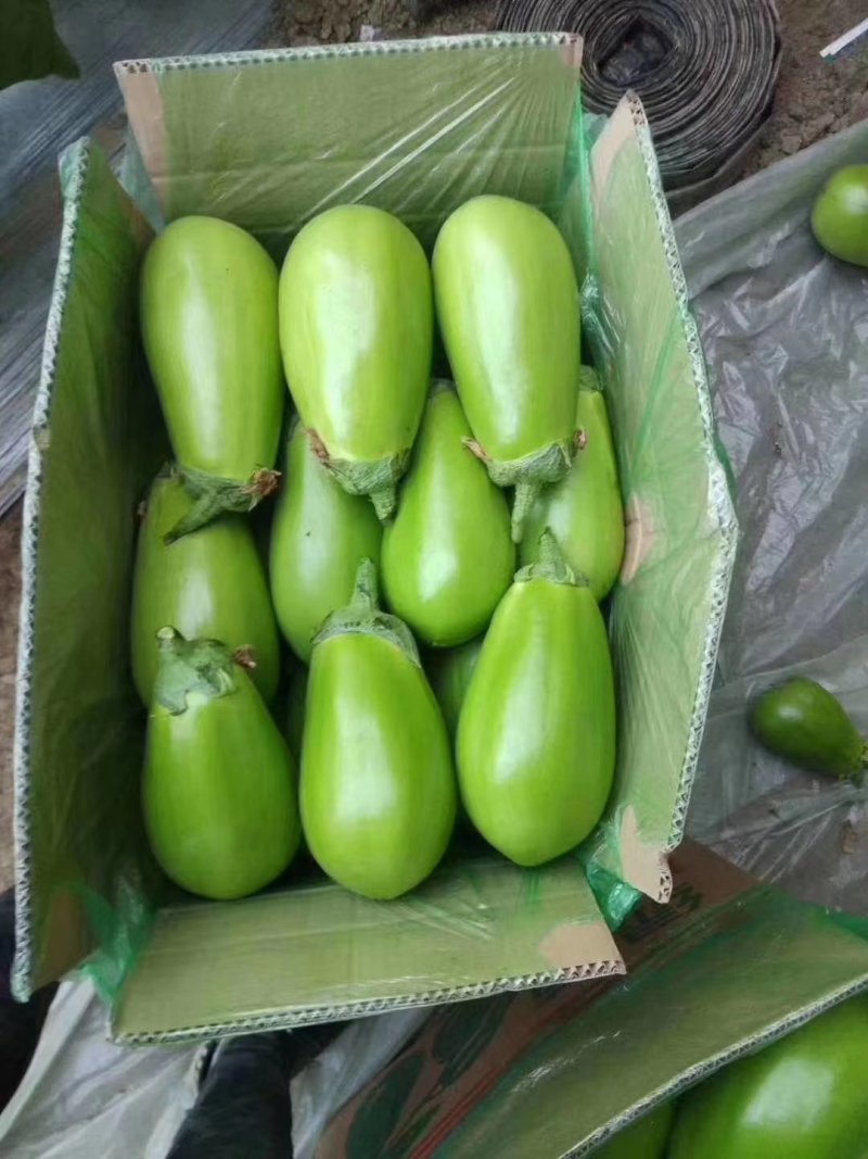 大棚绿皮西葫芦大量上市支持各种包装1斤以上
