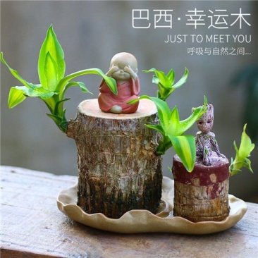 巴西木盆栽四季常青格鲁特水养开花带芽幸运木室内水培懒人绿