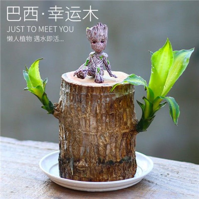 巴西木盆栽四季常青格鲁特水养开花带芽幸运木室内水培懒人绿