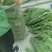 白洋淀芦苇叶